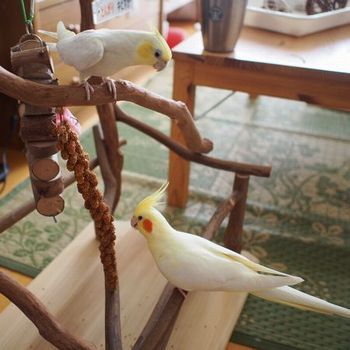 バードジムに乗るオカメインコ