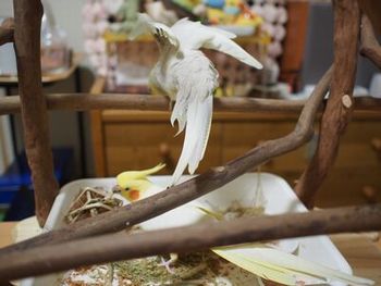 トレイに入って遊ぶオカメインコ