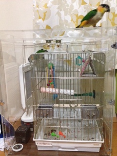 �V���n���C���R�̃A�N�����P�[�X