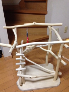 �o�[�h�W��