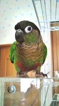 �E���R�C���R�̃u���O�J��