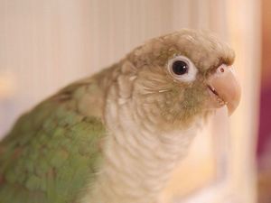 �E���R�C���R