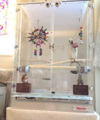 パンダコカトゥのアクリルケース