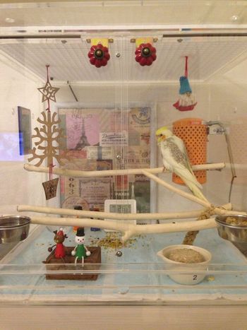 オカメインコのアクリルケース