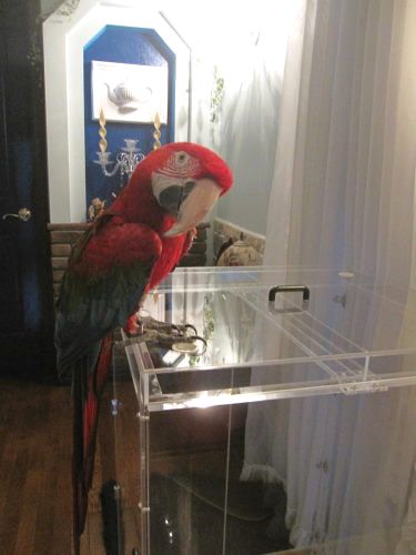 �x�j�R���S�E�C���R�ƃA�N�����P�[�X