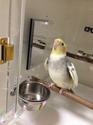 �I�J���C���R�̊��������̎d��