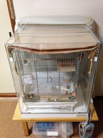 �C���R�̒���������ꂽ�A�N�����P�[�X