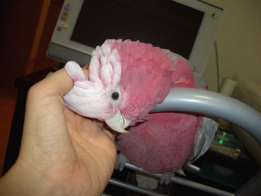 ���𕏂łĂ��炤�����C���C���R