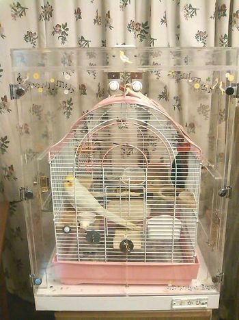 �I�J���C���R�̒���������ꂽ�A�N�����P�[�X