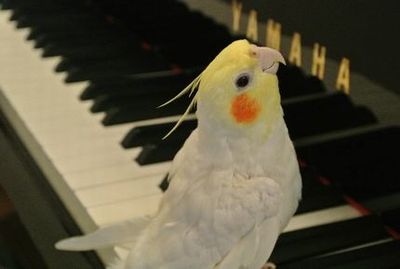 �s�A�m�ɏ��I�J���C���R