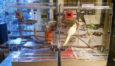 �C���R�̃O�b�Y���ڂ̃A�N�����P�[�X