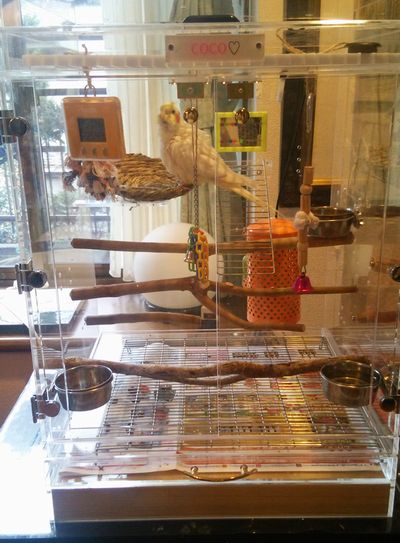 �I�J���C���R�̃A�N�����P�[�X