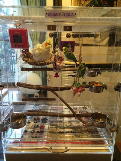 �Z�L�Z�C�C���R�ƃI�J���C���R����