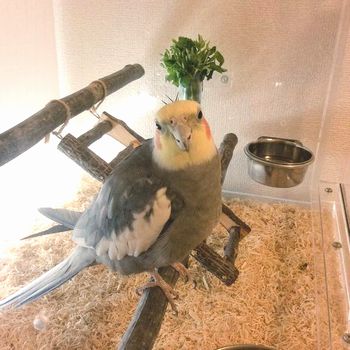 間接照明に照らされたオカメインコ