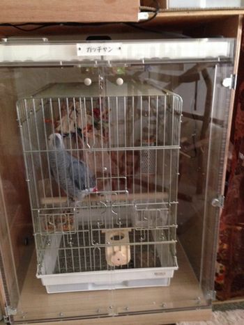 ヨウムのアクリルケース