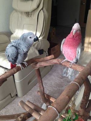 バードジムに乗るヨウムとモモイロインコ