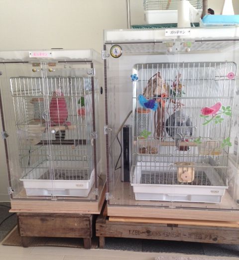 �C���R�̃A�N�����P�[�X