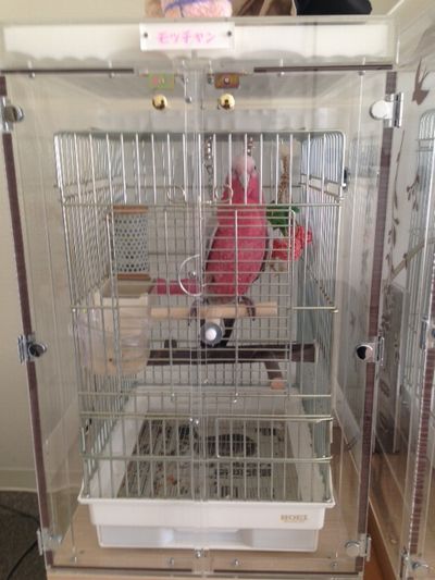 �����C���C���R