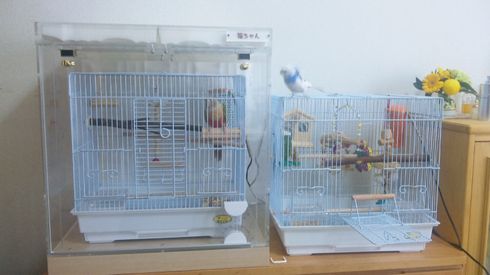 �E���R�C���R�̃A�N�����P�[�X�@�h���d�l