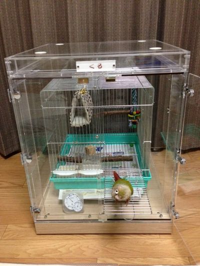 �E���R�C���R�̒���������ꂽ�A�N�����P�[�X