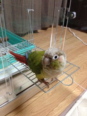 �E���R�C���R