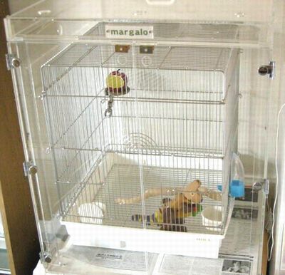 �I�J���C���R�̂��}���̏���