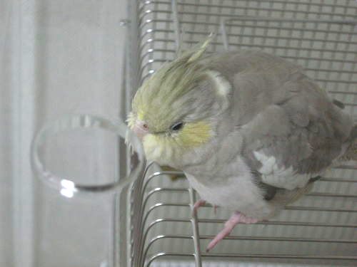 お迎えしたオカメインコ