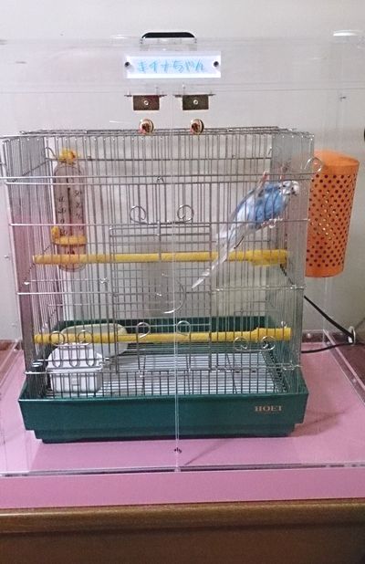 �Z�L�Z�C�C���R�̃A�N�����P�[�X�@�ۉ�