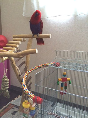 �I�I�n�i�C���R�̎~�܂�؃X�^���h