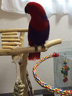 �I�I�n�i�C���R