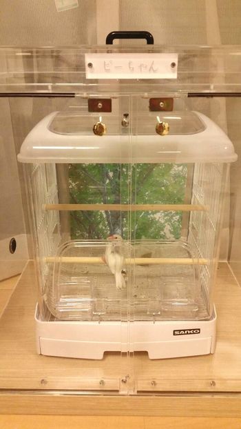 �����̒���������ꂽ�A�N�����P�[�X