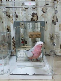 �����C���C���R