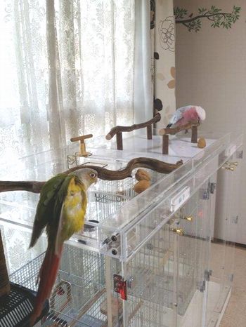 �A�N�����P�[�X�̓V��𒹂̗V�я��