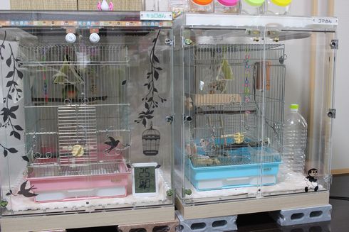 �C���R�̉Ă̏����΍�̗�