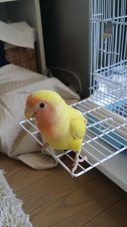 �R�U�N���C���R