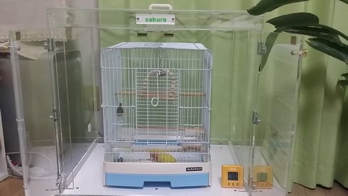 �R�U�N���C���R�̃A�N�����P�[�X