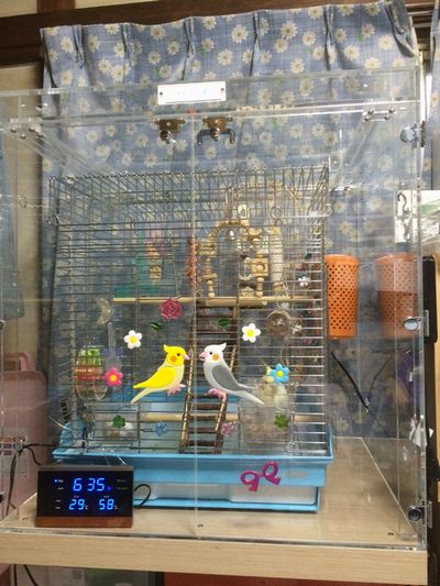 �I�J���C���R�̒���������ꂽ�A�N�����P�[�X