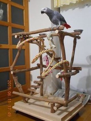 �o�[�h�W���ɏ�郈�E��