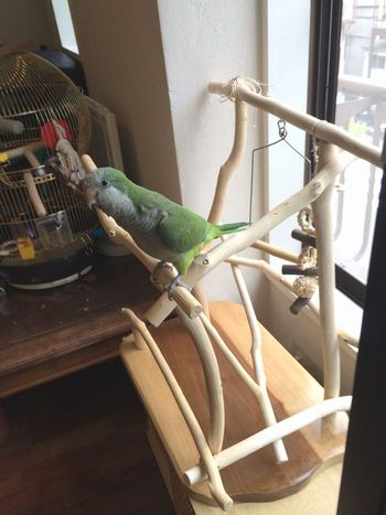 �o�[�h�W���ɏ��I�L�i�C���R