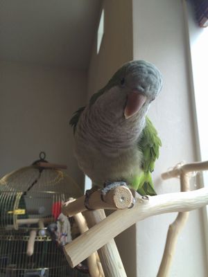 �I�L�i�C���R