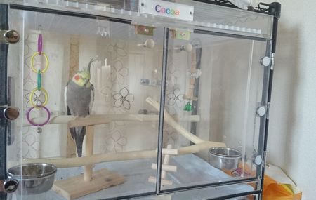 �I�J���C���R�̃A�N�����P�[�X