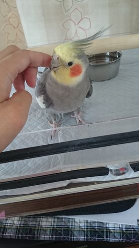 �I�J���C���R�̎���Ȃł�