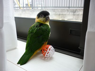 �Y�O���V���n���C���R