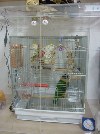 �Y�O���V���n���C���R�̃A�N�����P�[�X�@�ۉ��Ə����΍�