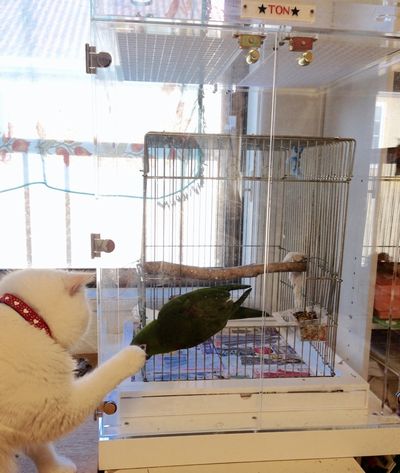 �L�Ɋ���Ă����C���R