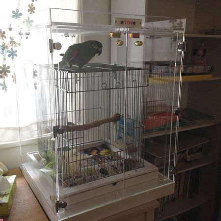 �J�S�̏�ŐQ��C���R