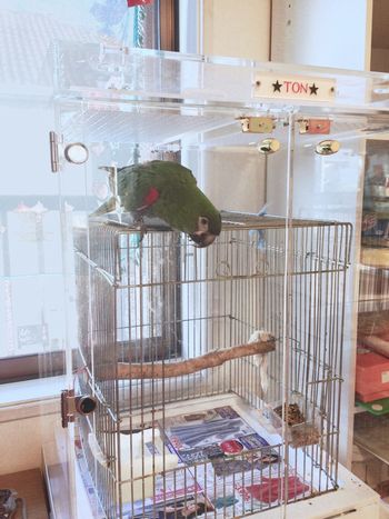 �C���R�̃A�N�����P�[�X�@�h���d�l