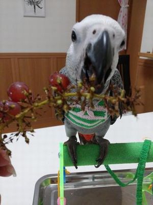 ブドウを食べるヨウム