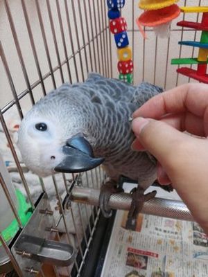 手から餌をもらうヨウム