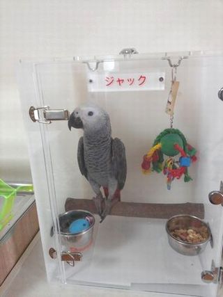 ヨウムのお休みキャリーケース